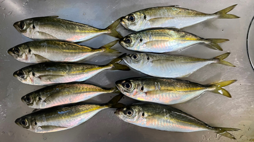 アジの釣果