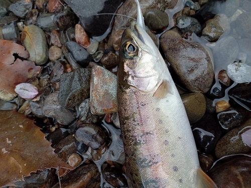 ヤマメの釣果