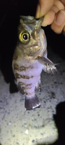 シロメバルの釣果