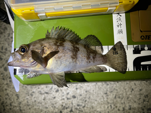 メバルの釣果