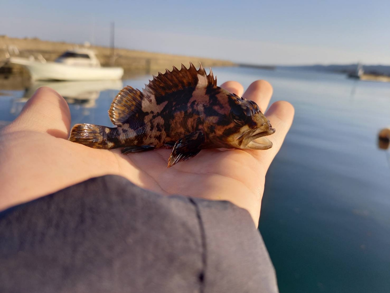 クジメ