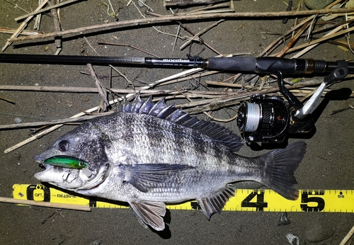 クロダイの釣果