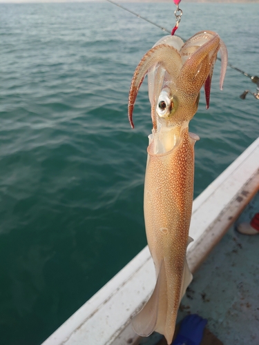 イカの釣果