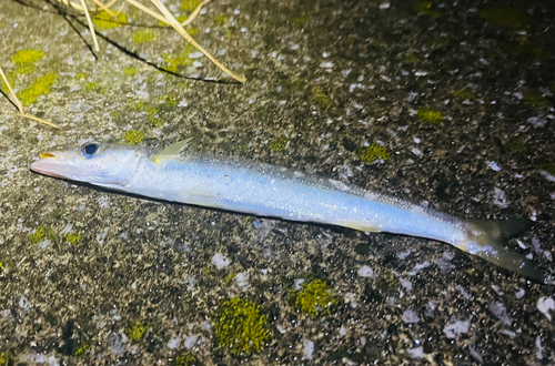 カマスの釣果