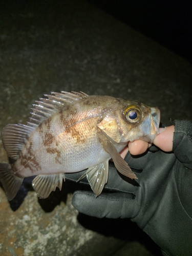 メバルの釣果