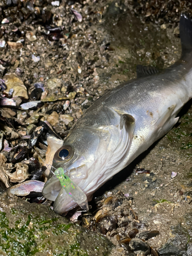 シーバスの釣果