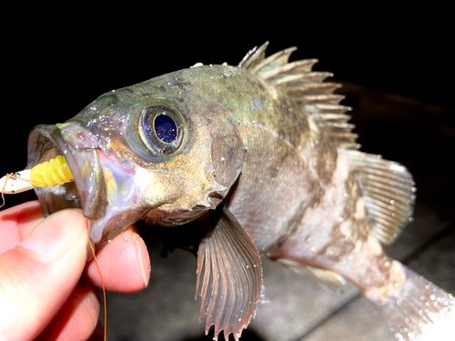 メバルの釣果