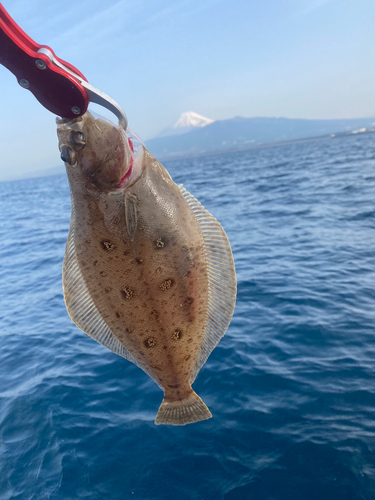 カレイの釣果