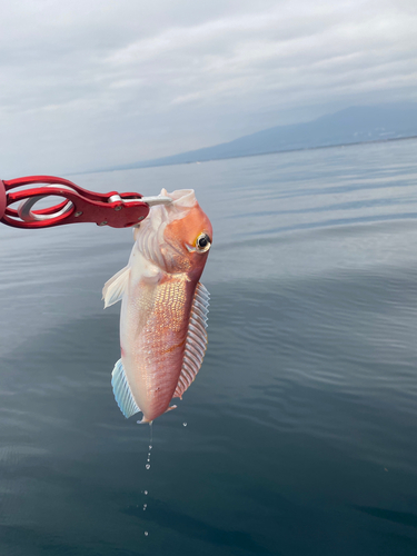 アマダイの釣果