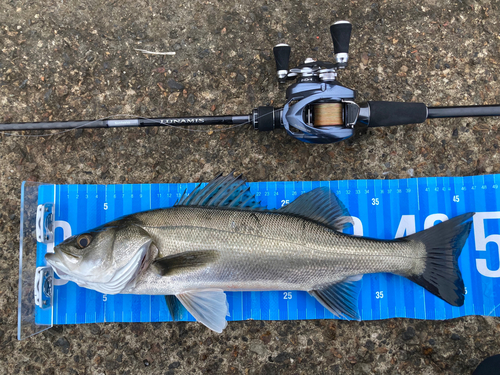 シーバスの釣果