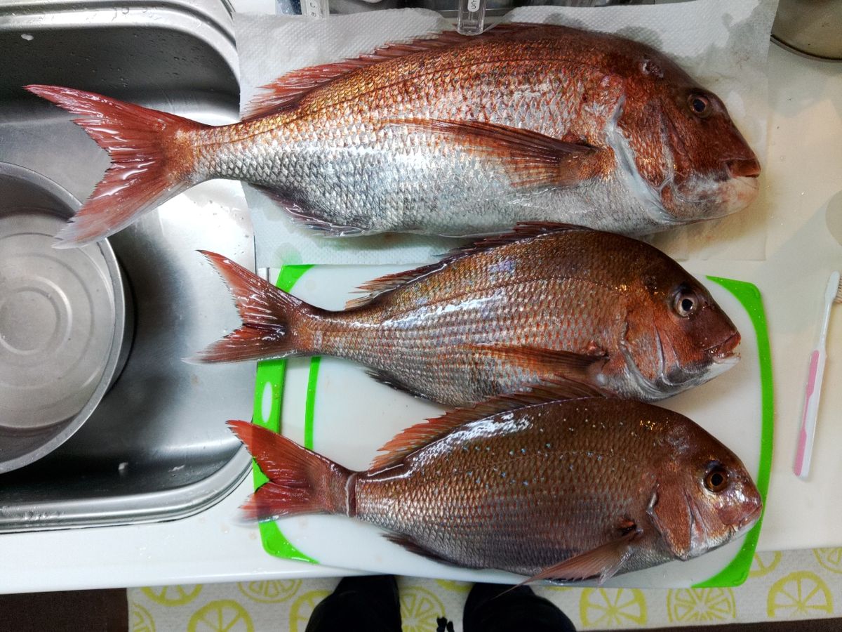 madai60さんの釣果 2枚目の画像