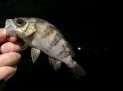 メバルの釣果