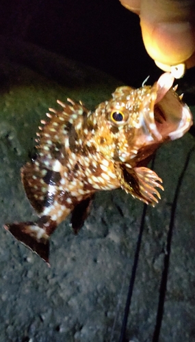 カサゴの釣果