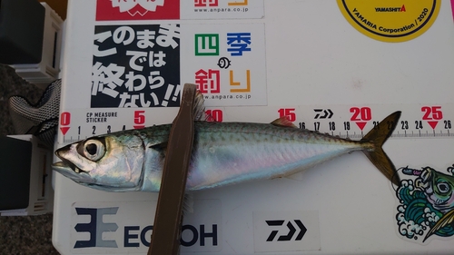 サバの釣果