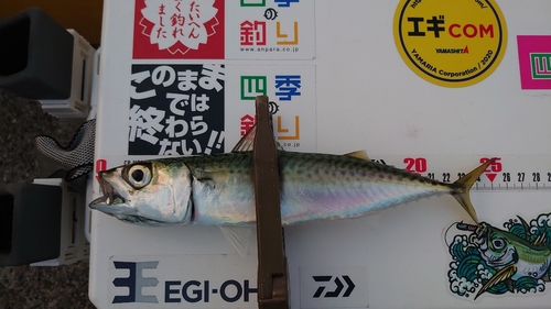 サバの釣果