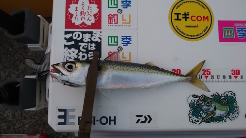 サバの釣果