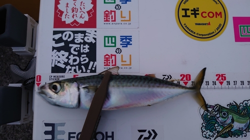 サバの釣果