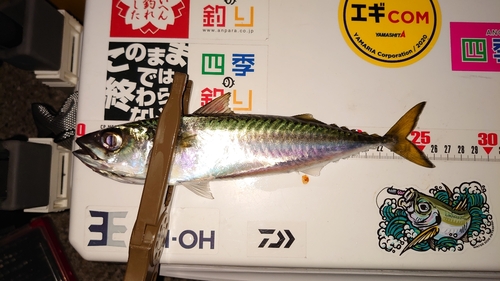 サバの釣果