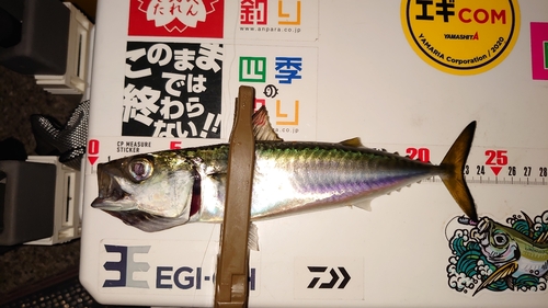 サバの釣果