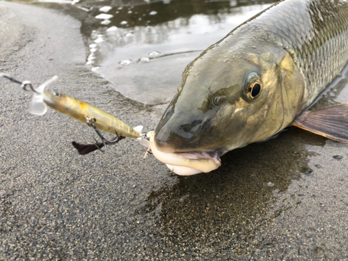 ニゴイの釣果