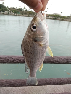 ホシミゾイサキの釣果