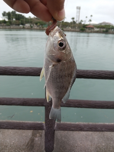 ホシミゾイサキの釣果