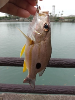 クロホシフエダイの釣果