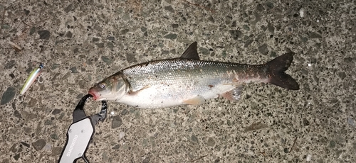 ウグイの釣果