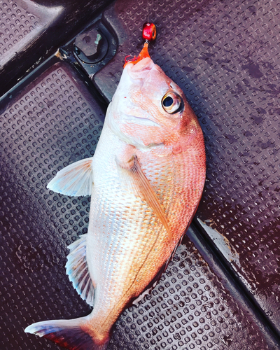 タイの釣果