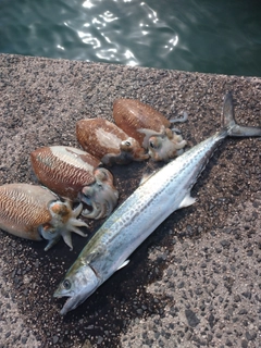 サゴシの釣果