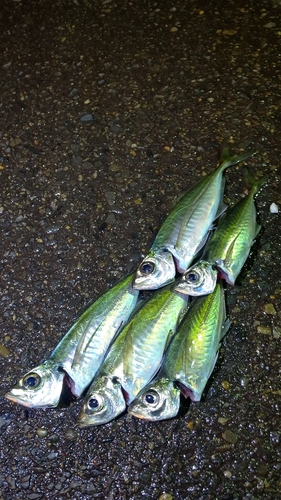 アジの釣果