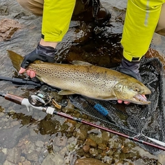 ブラウントラウトの釣果