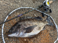 クロダイの釣果