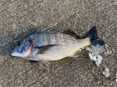 クロダイの釣果