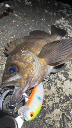 シロメバルの釣果