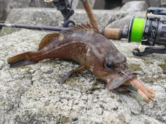 エゾメバルの釣果