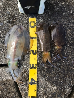 アオリイカの釣果