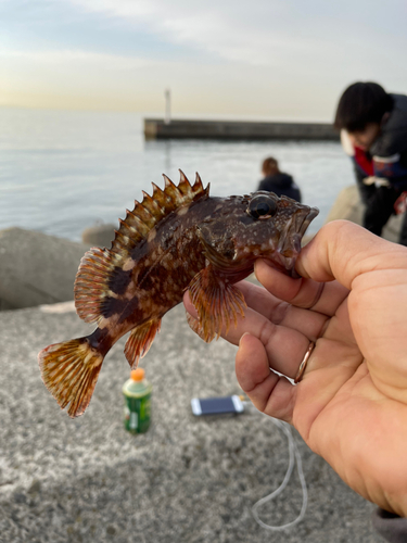 ガシラの釣果