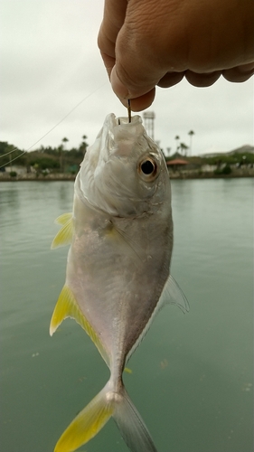 ロウニンアジの釣果