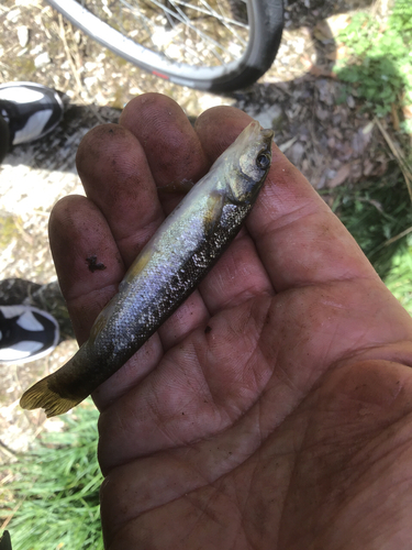 アブラハヤの釣果