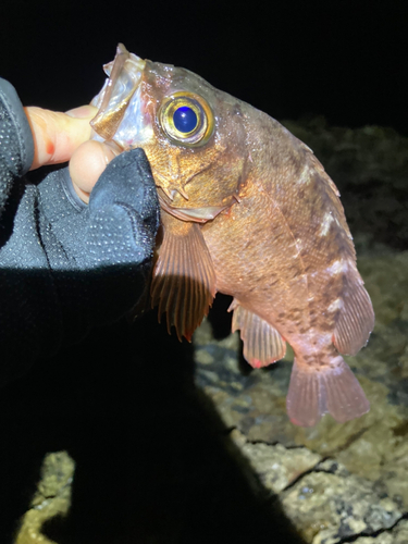 メバルの釣果