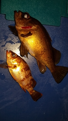 シロメバルの釣果