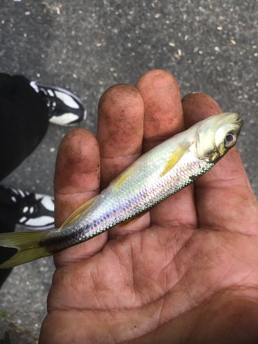 カワムツの釣果