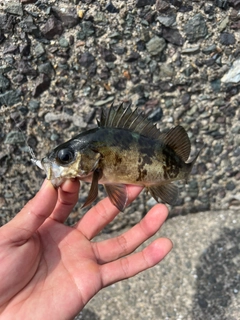 メバルの釣果