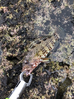 イシガキハタの釣果