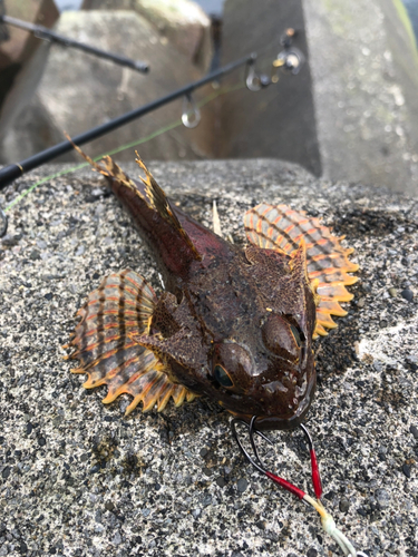 カジカの釣果