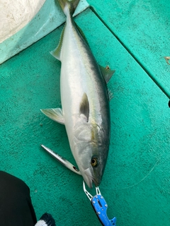 メジロの釣果