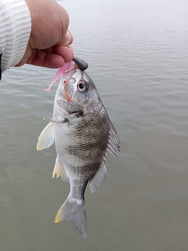 キビレの釣果