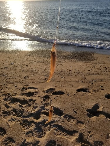 キスの釣果