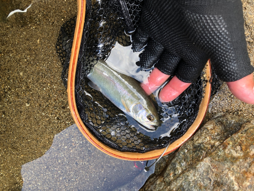 アマゴの釣果